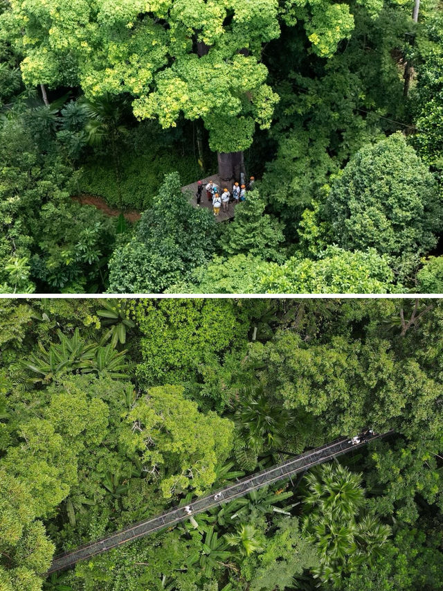 普吉島旅行必體驗之叢林飛躍！三大叢林飛躍該怎麼選？建議收藏！。