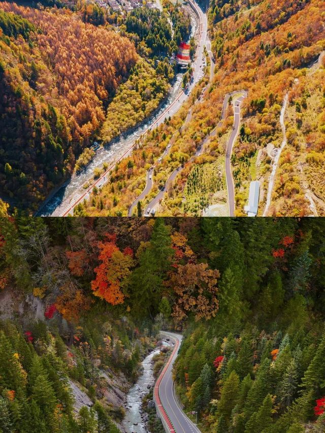 川西的秋景！比起四姑娘山，我更愛這個免費彩林。