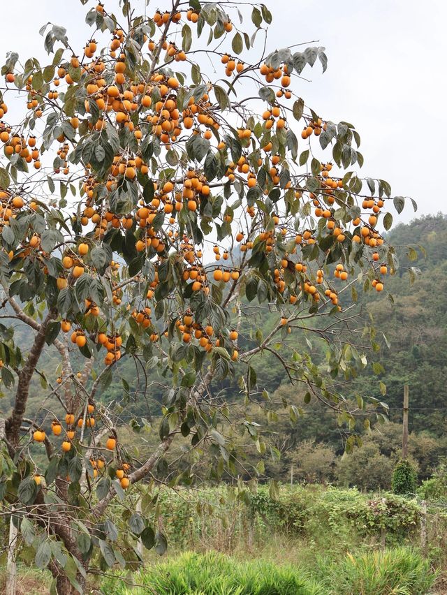 溫州輕度行山冷門路線的極致體驗。 溫州輕度行山冷門路線的極致體驗。