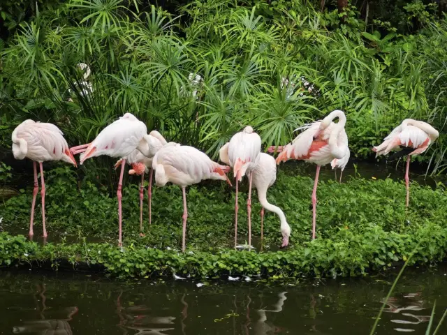 🐼台北動物園:走進自然的奇妙世界