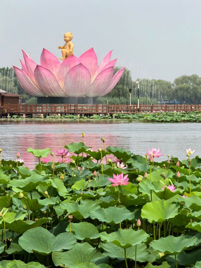 河北保定白洋淀｜感受「華北明珠」的魅力吧。