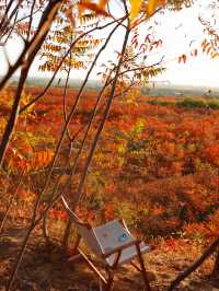 滿山紅遍日照金山紅葉谷太震撼了。