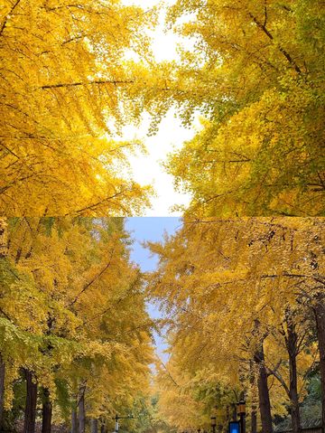 圓明園公園的絕美秋景即將消逝,趕快去欣賞吧。 圓明園公園的絕美秋景即將消逝,趕快去欣賞吧。