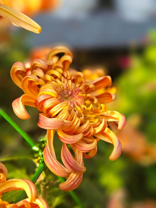 菊花開了,植物園賞菊。 菊花開了,植物園賞菊。