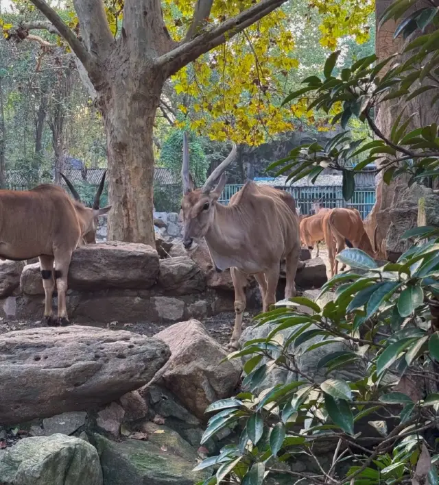 漫遊上海,解鎖野趣之謎:你的動物園之旅。