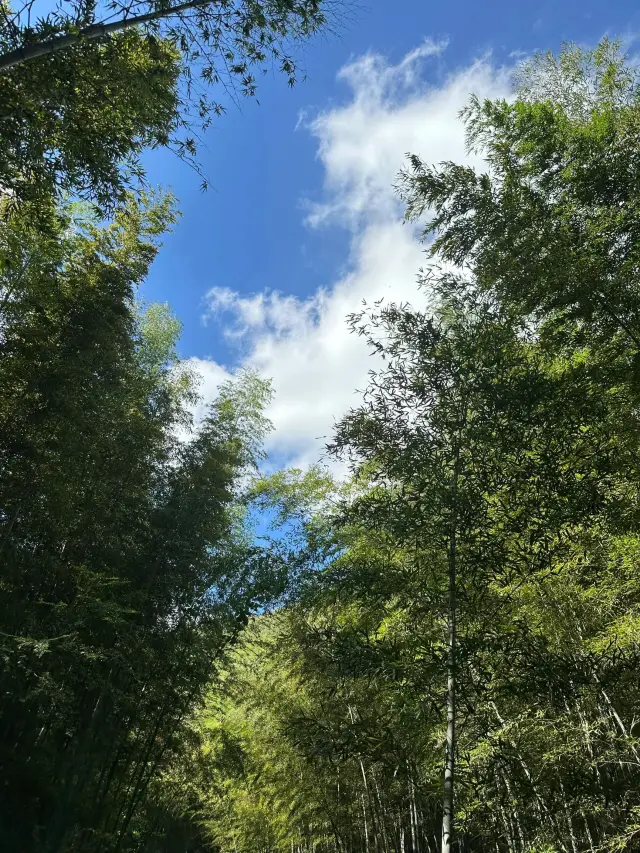 창저우 난산 죽해｜숲이 깊으면 바다가 보인다.