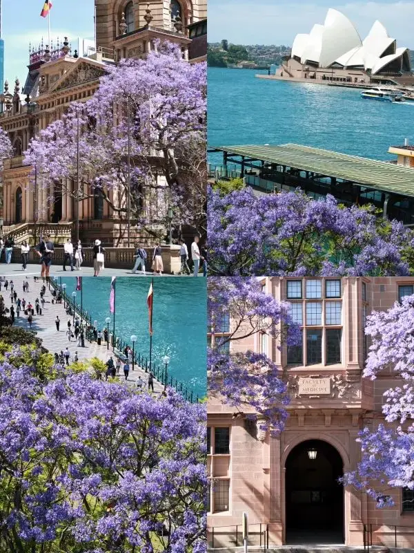 悉尼藍花楹：半日遊必去三個景點。