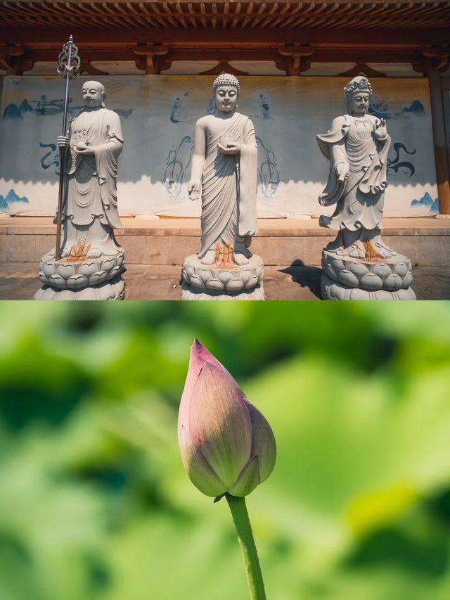 常州「金菠蘿」——寶林禪寺。 常州「金菠蘿」——寶林禪寺。