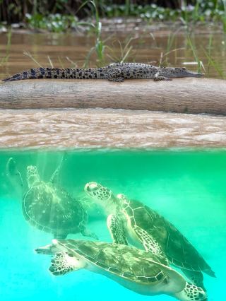 Turtle Island in Sandakan, where you can encounter the miracle of life. 