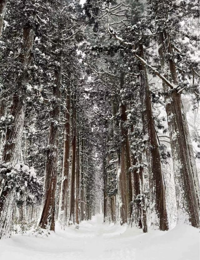 比起北海道，我更愛長野這個小眾景點...