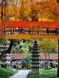 不在京都！就在武漢這個公園已經美到失語。
