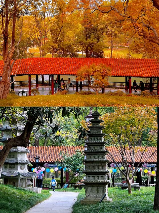 不在京都！就在武漢這個公園已經美到失語。