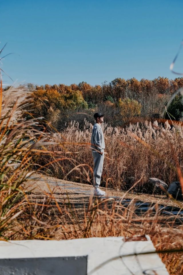 在鄭州植物園發現了浪漫的紅杉樹