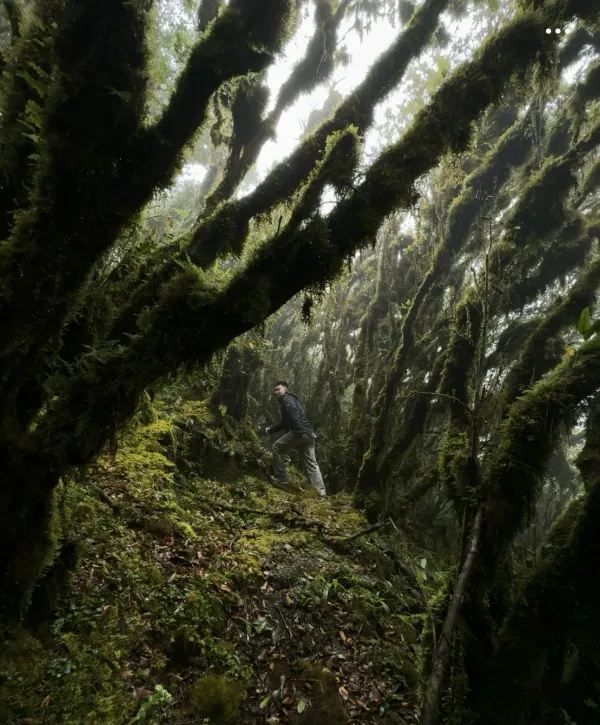 哀牢山⛰️來看看怎麼個事