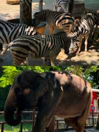深圳｜野生動物園