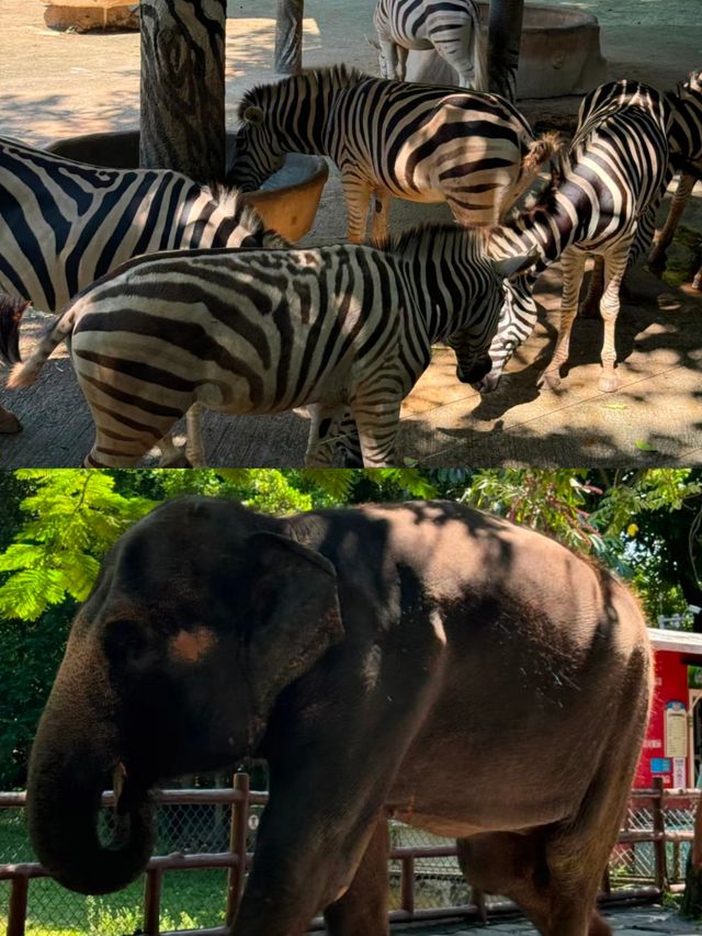深圳｜野生動物園