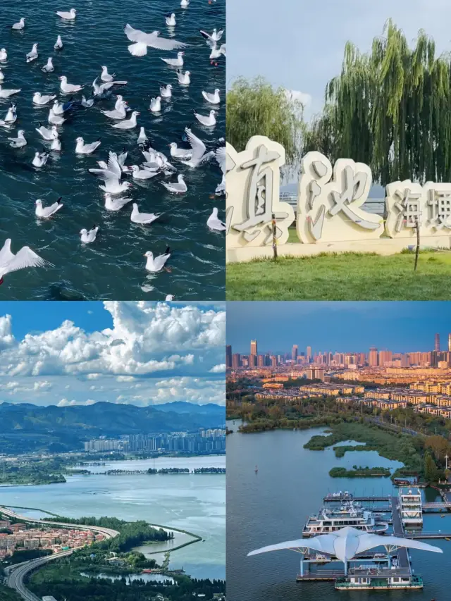 地元の人しか知らない滇池でのカモメ観察の楽しみ方