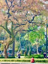 廣州人民公園楓葉手機直拍！真的已經紅了
