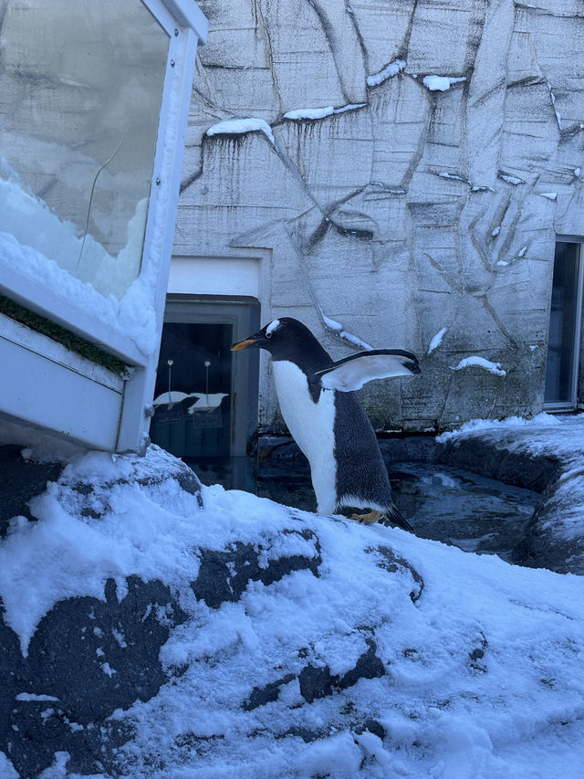 旭川 | 🐧可愛動物園&周邊好吃拉麵店🍜