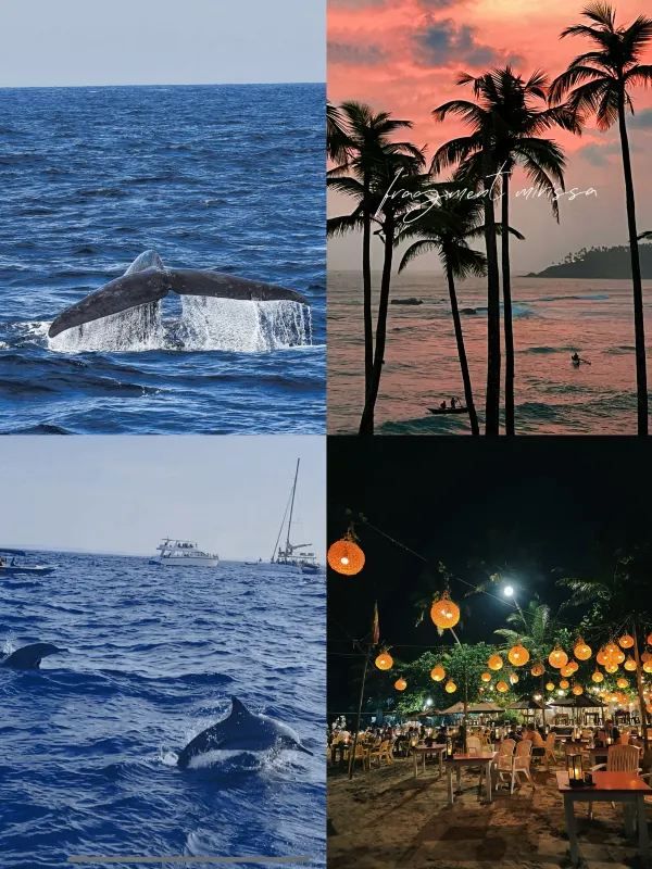 Sri Lanka | Mirissa Whale Watching Guide