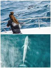 Sri Lanka Whale Shark Adventure