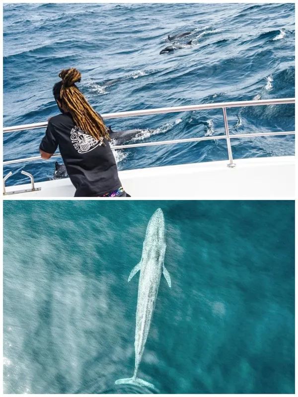 Sri Lanka Whale Shark Adventure
