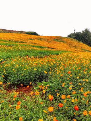 One-day trip to Yiwu Botanical Garden, the sea of Gesang flowers is super photogenic