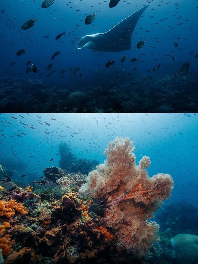普吉島潛水｜竟有鯊魚出沒！來自藍色大海的傳說🪸