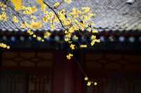 西安大興善寺～臘梅花開