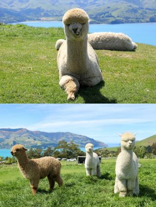 The Shamarra Alpaca Farm in Akaroa is so beautiful!