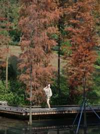 廣州落羽杉絕美打卡點 就藏在雲溪植物園