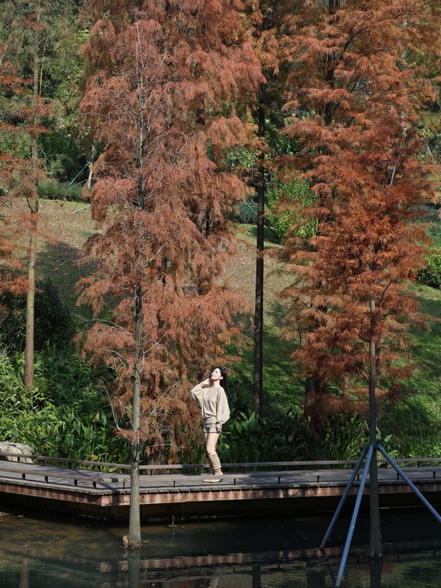 廣州落羽杉絕美打卡點 就藏在雲溪植物園