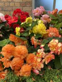Discover Auckland's Domain Wintergardens: A Free Floral Escape