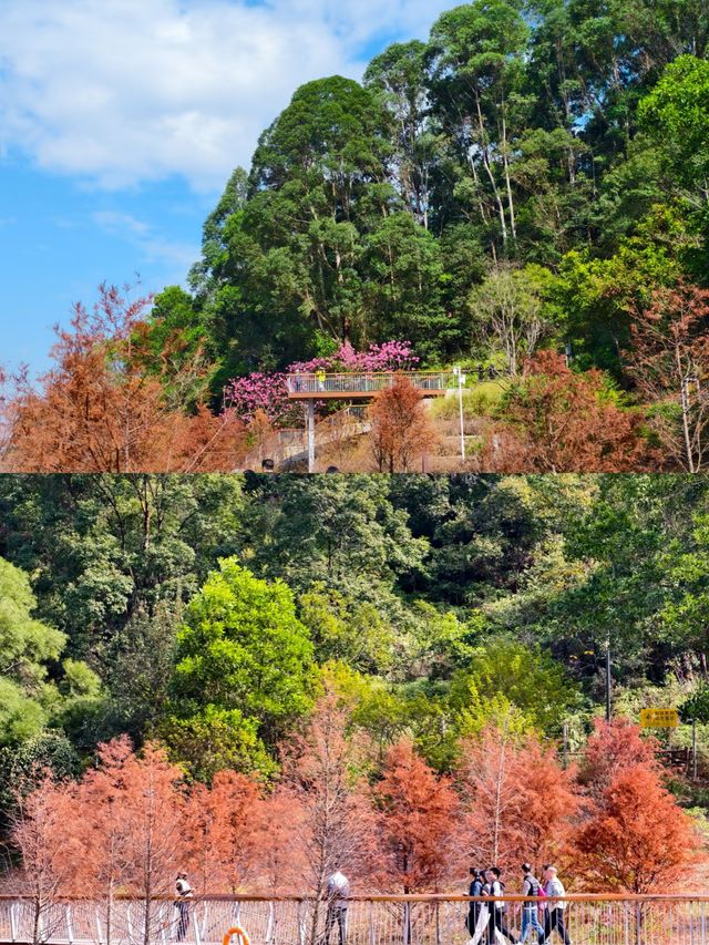 深圳坪山可以看落羽杉新開的免費公園 live