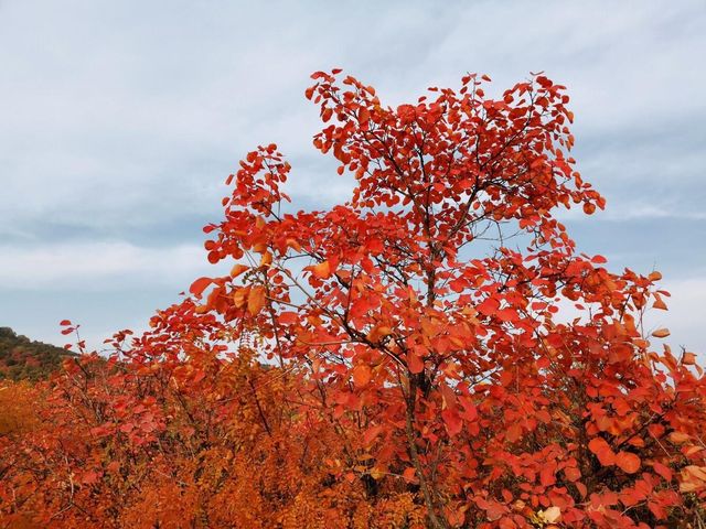 韓城香山紅葉|出彩的山景