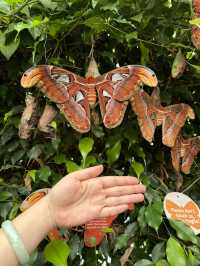 A Visit to London Zoo