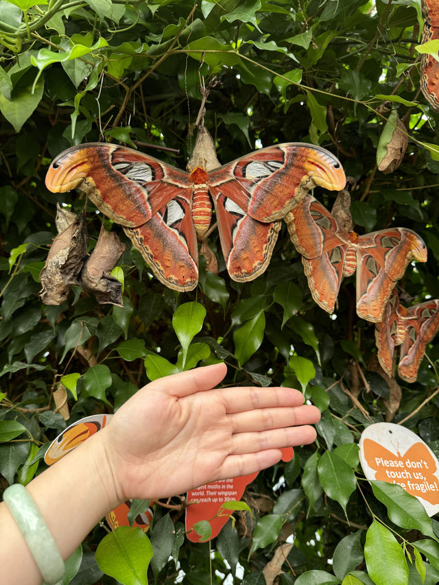 A Visit to London Zoo