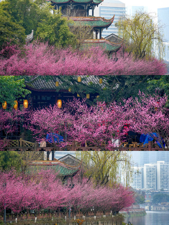 報～ 望江樓公園的梅花已到最佳觀賞期！