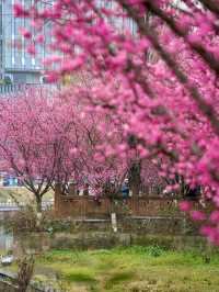 報～ 望江樓公園的梅花已到最佳觀賞期！