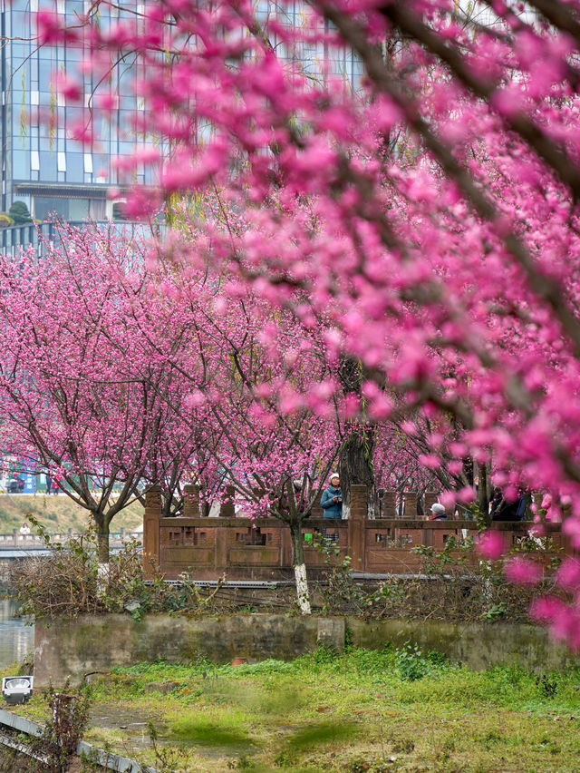 報～ 望江樓公園的梅花已到最佳觀賞期！