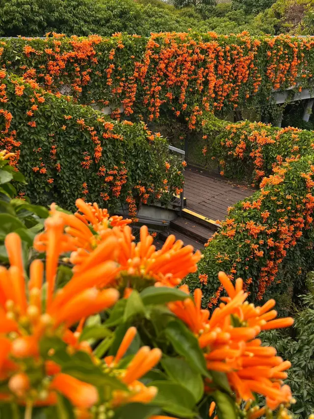 The Spectacular Firecracker Flowers at Xiangmi Lake Park in Shenzhen