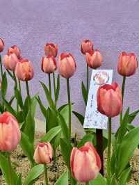 🌷 深圳的花之仙境 - 仙湖植物園的鬱金香 🌷