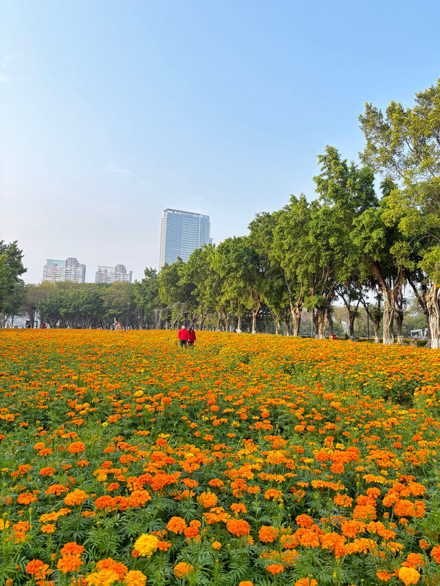 比起虞美人，這片小眾花海更壯觀