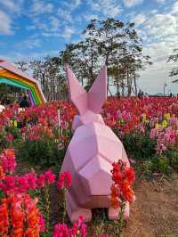 🌸 珠海的夢幻花海 - 花海長廊 🌸
