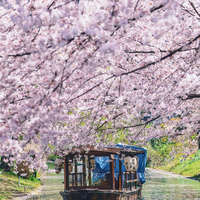 🌸奔赴伊豆河津櫻的浪漫之約