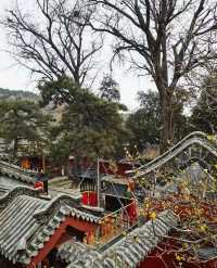無數人追問的拍照聖地｜普照寺