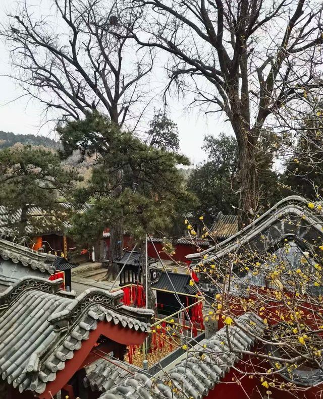 無數人追問的拍照聖地｜普照寺
