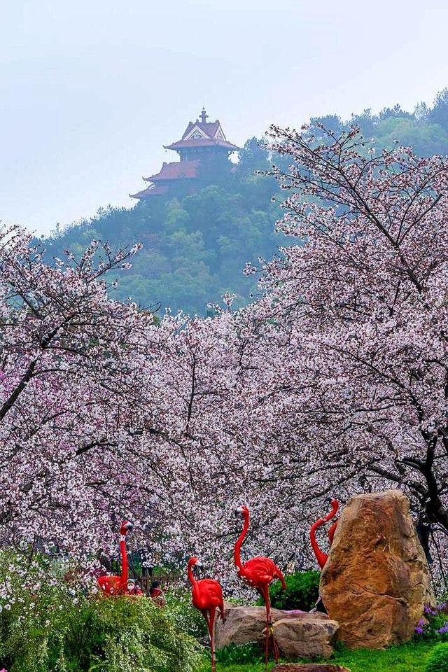 江南賞櫻，現在該安排上了（下）