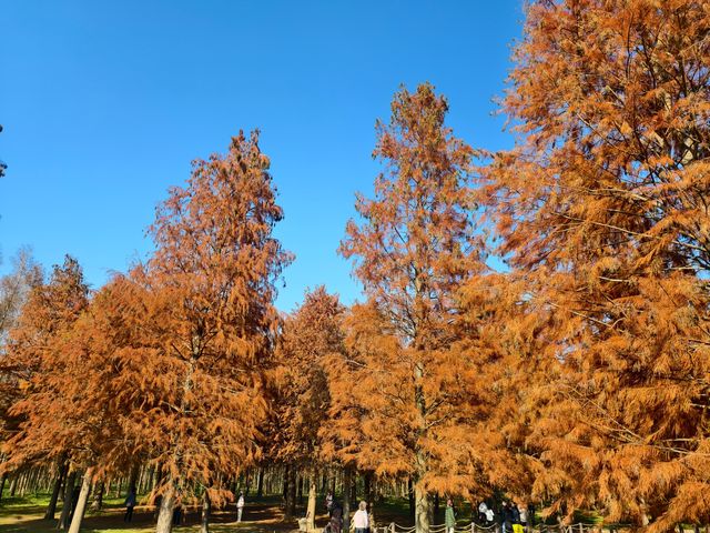 青西郊野公園絕對是任何季節都值得去的地方！