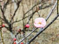 含苞待放嘅垣曲梅花園。